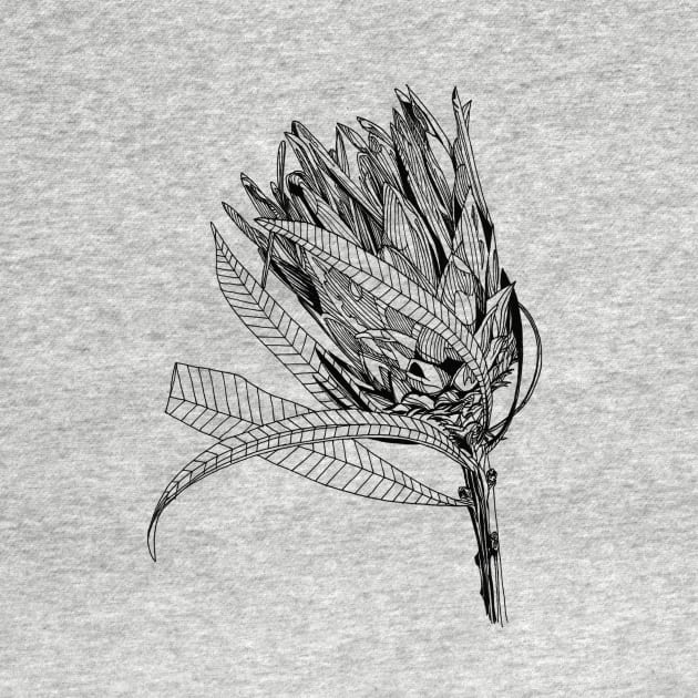 Protea leaning scientific nature black ink pen drawing illustration by DamiansART